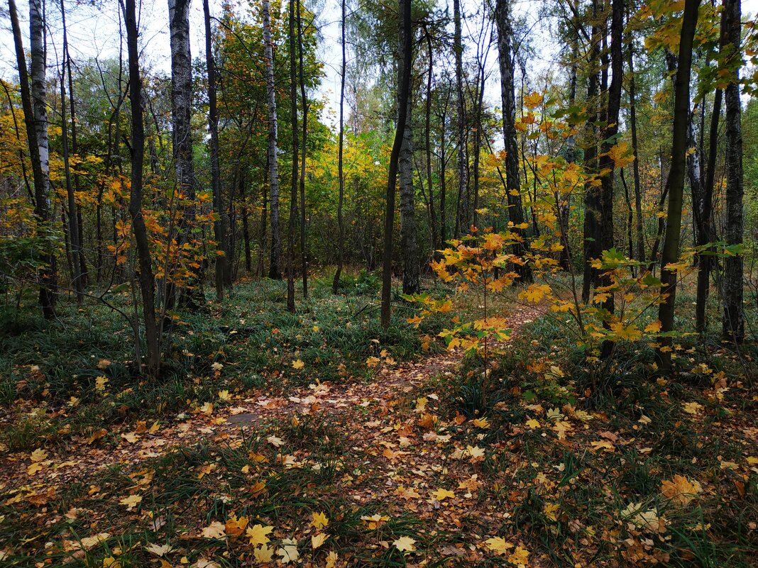 Осень не первоначальная - Андрей Лукьянов Осень не первоначальная - Андрей Лукьянов