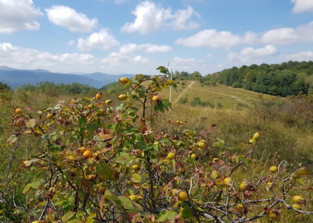 ЛАГОНАКИ - Tata Wolf