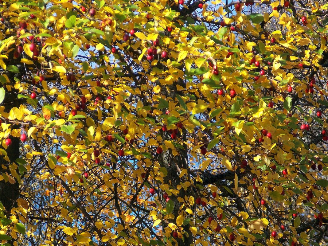 Яблочки - Фотогруппа Весна