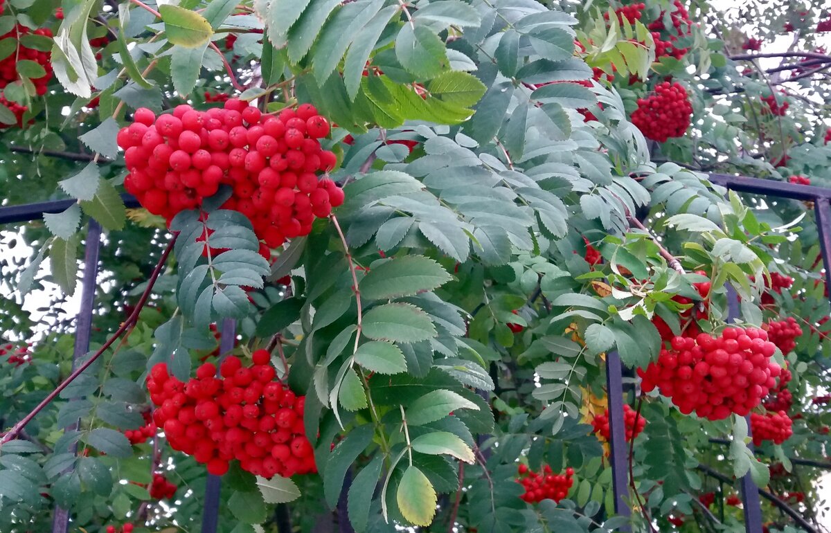 *** - Galina Solovova *** - Galina Solovova