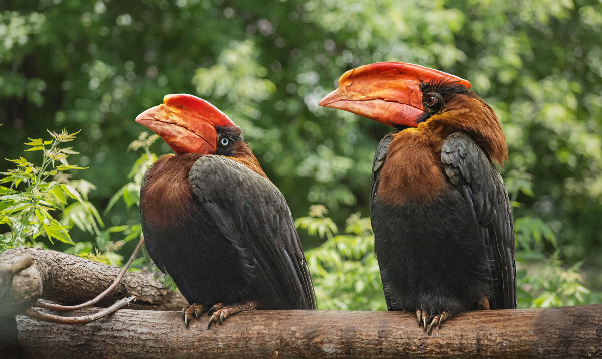 Огненный гомрай - SanSan 