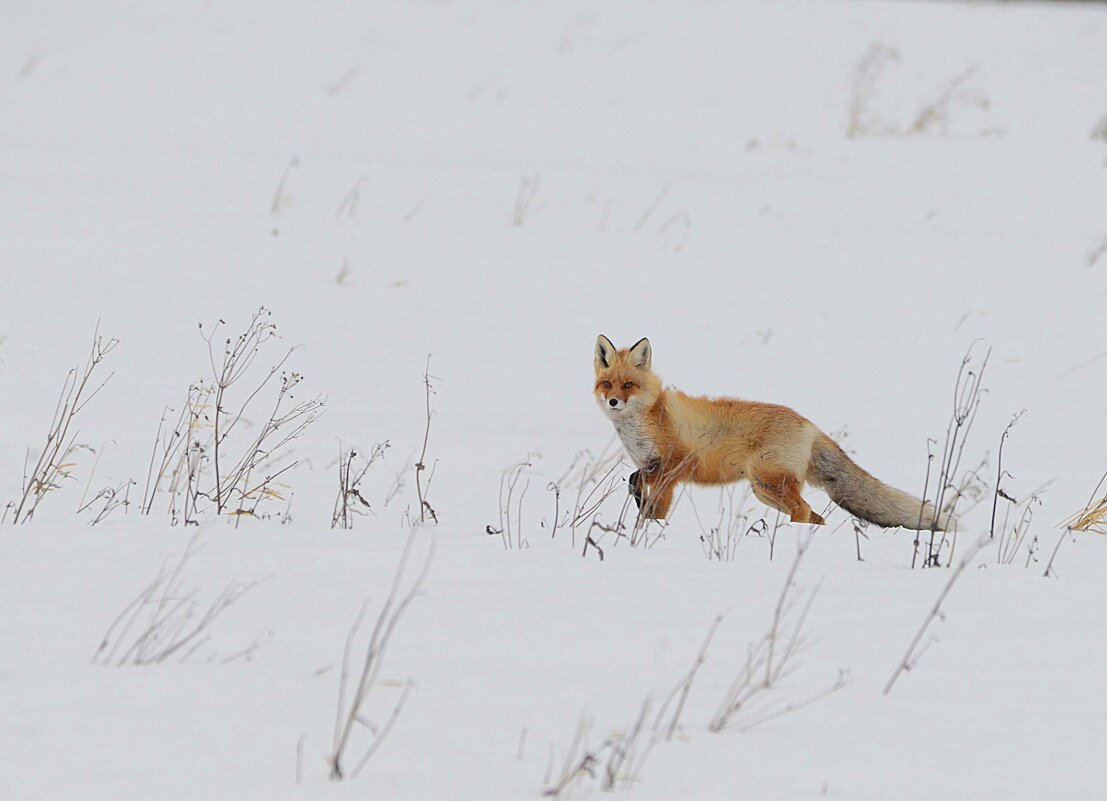 Нечаянная встреча. - Михаил Белоусов