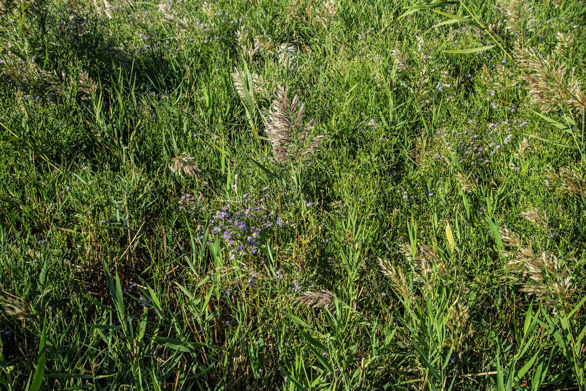 Лужайка у моря - Анатолий Чикчирный