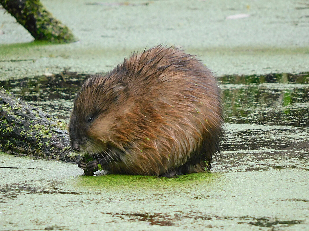 Ондатра моет ряску - Лина 
