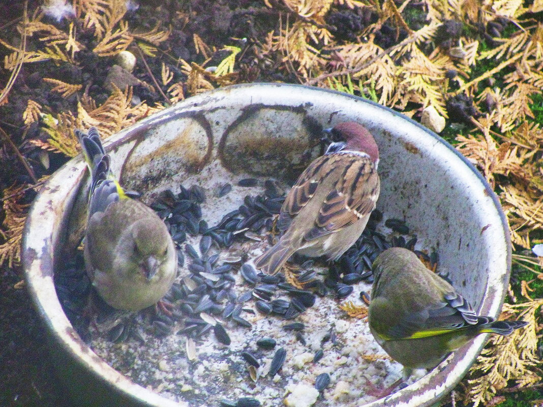 Оголодали - Людмила Смородинская