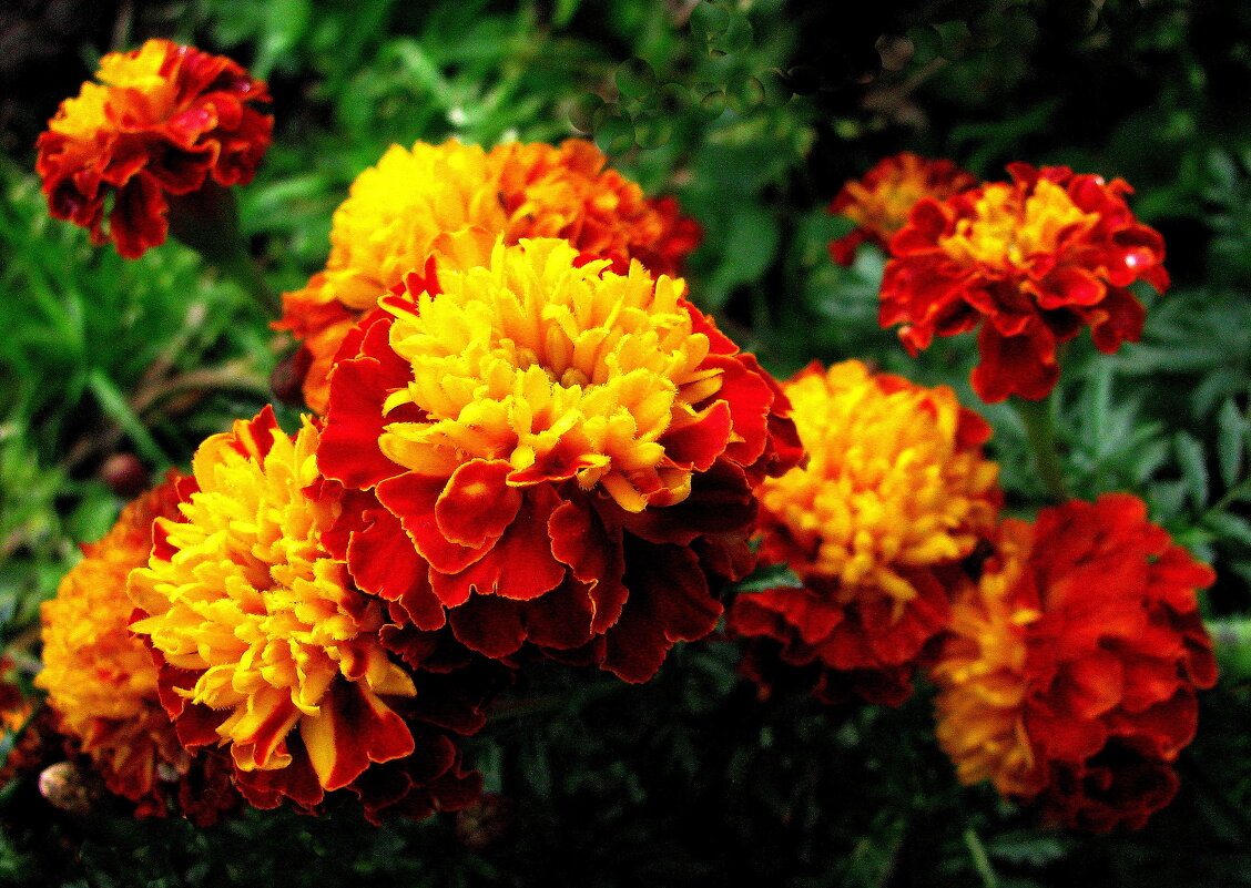 Бархатцы цветут - Людмила Смородинская