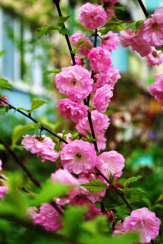 Миндаль трехлопастный - Александр Лычагин