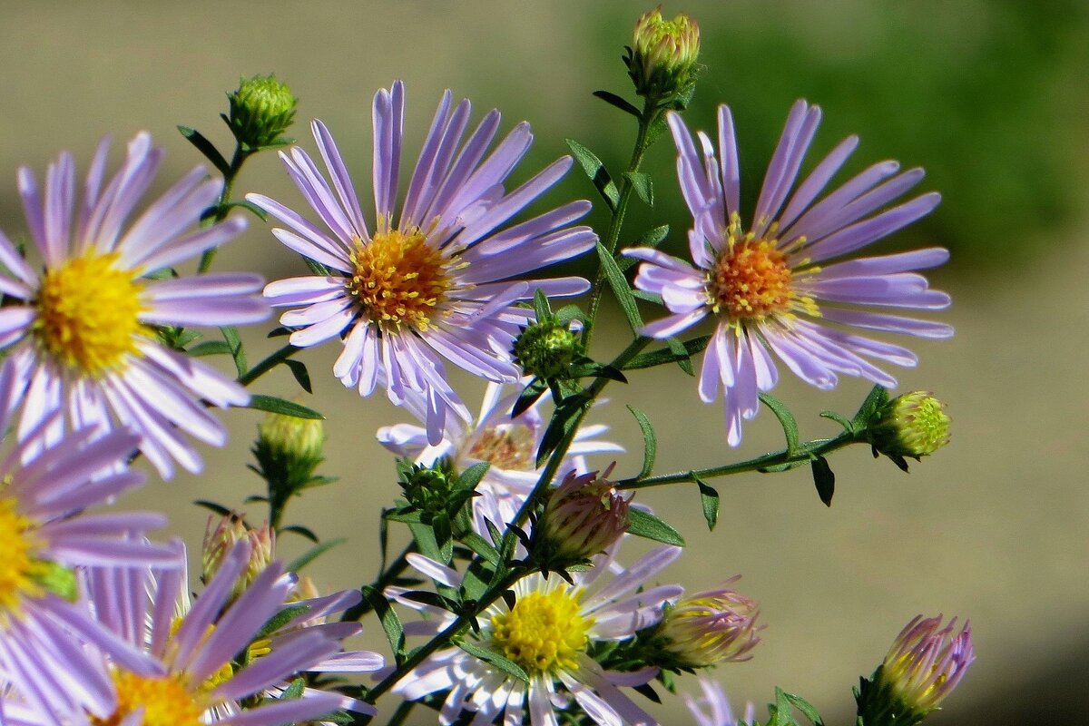 Сентябринка, сентябриночка, звёздочка осенняя моя - Татьяна Смоляниченко