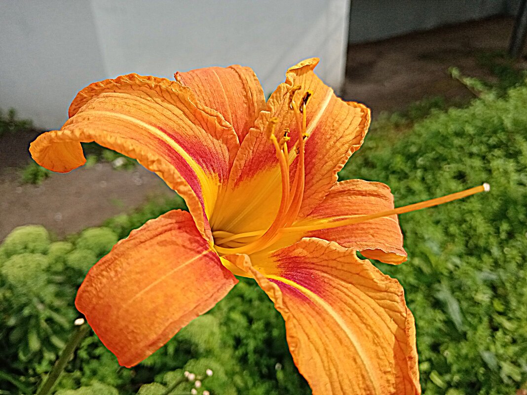 Цветы. - Владимир Драгунский