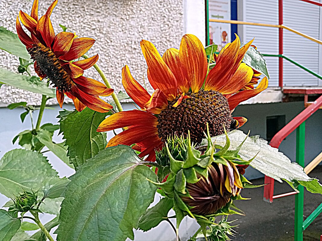 Цветы. - Владимир Драгунский