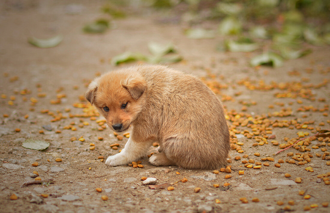 Ничей.... - Ирина С