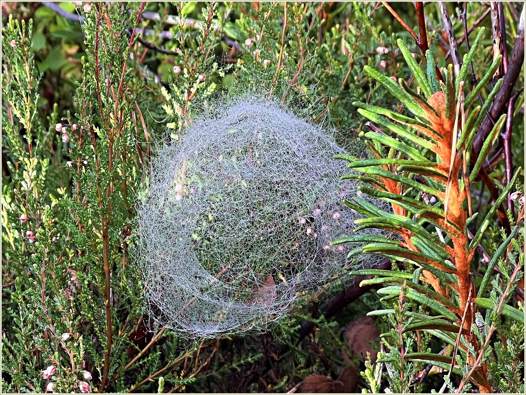 Интересная паутинка. - Валерия Комова