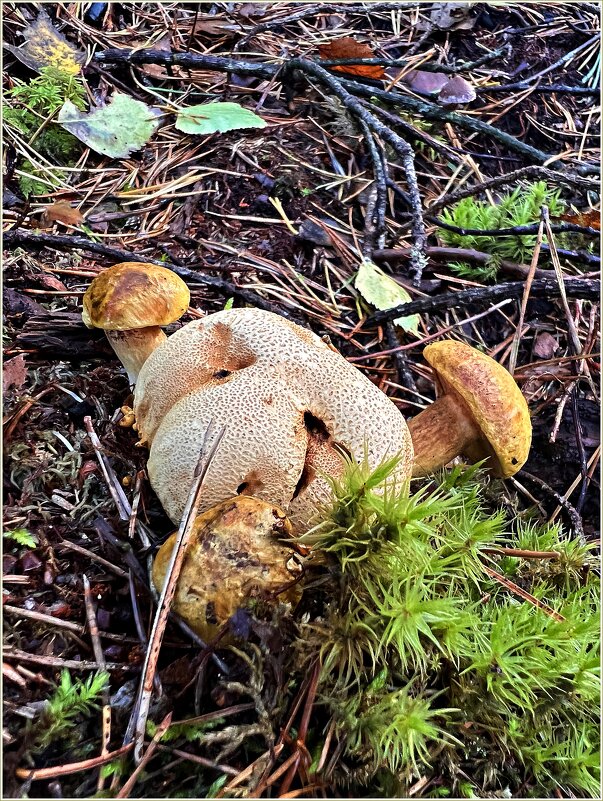 Удушающие объятья ложнодождевика. - Валерия Комова