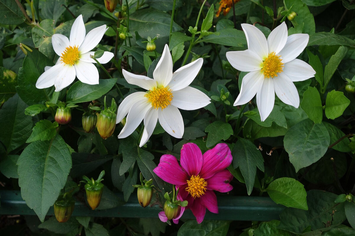 Георгины Веселые ребята - Рита Симонова