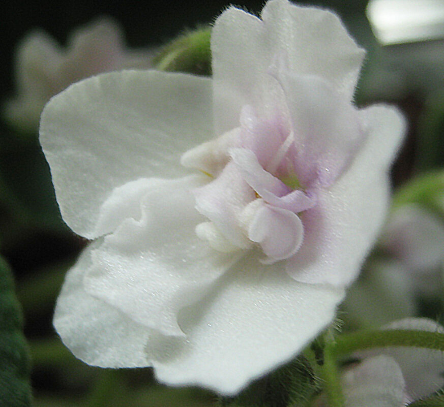 Фиалка - Елена Семигина