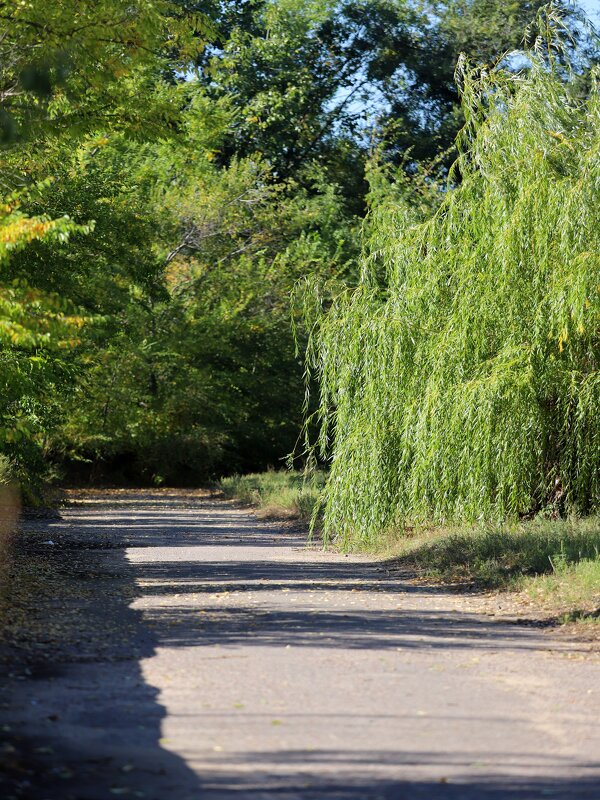 В парке - Андрей Л. В.