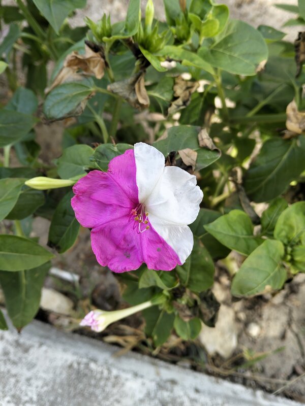 Цветок - Giant Tao /