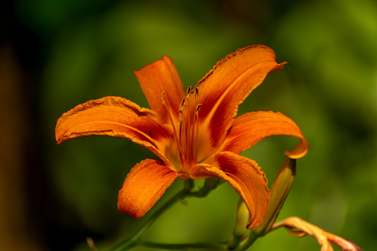 Лилейник - Игорь Сикорский Лилейник - Игорь Сикорский