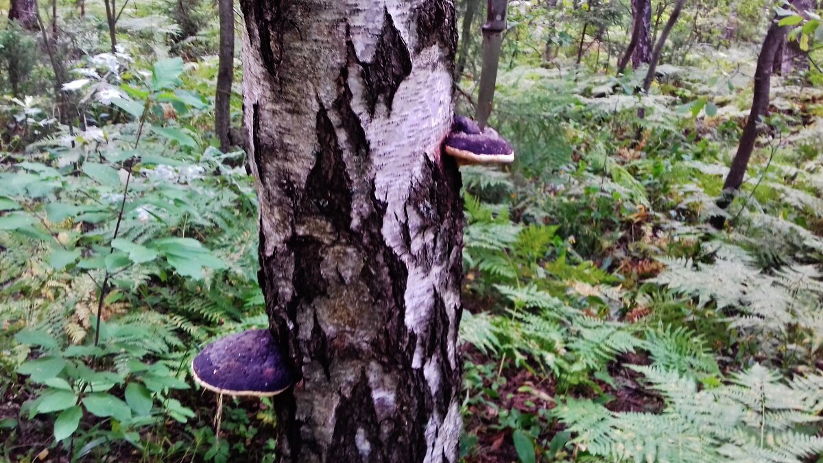 лесной пейзаж - Владимир 