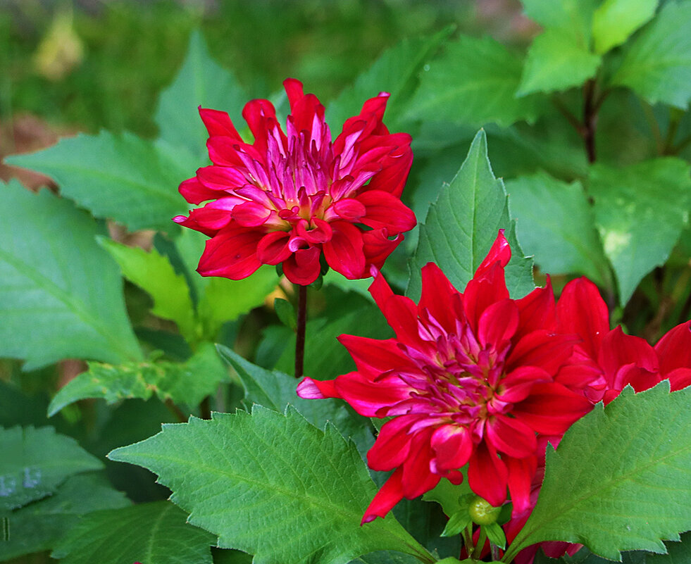 Сентябрьские георгины - Светлана 