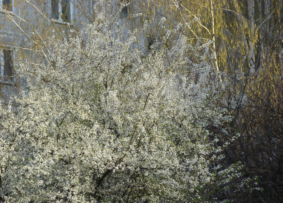 "Будет апрель!" Ю.Левитанский - Syntaxist (Светлана)