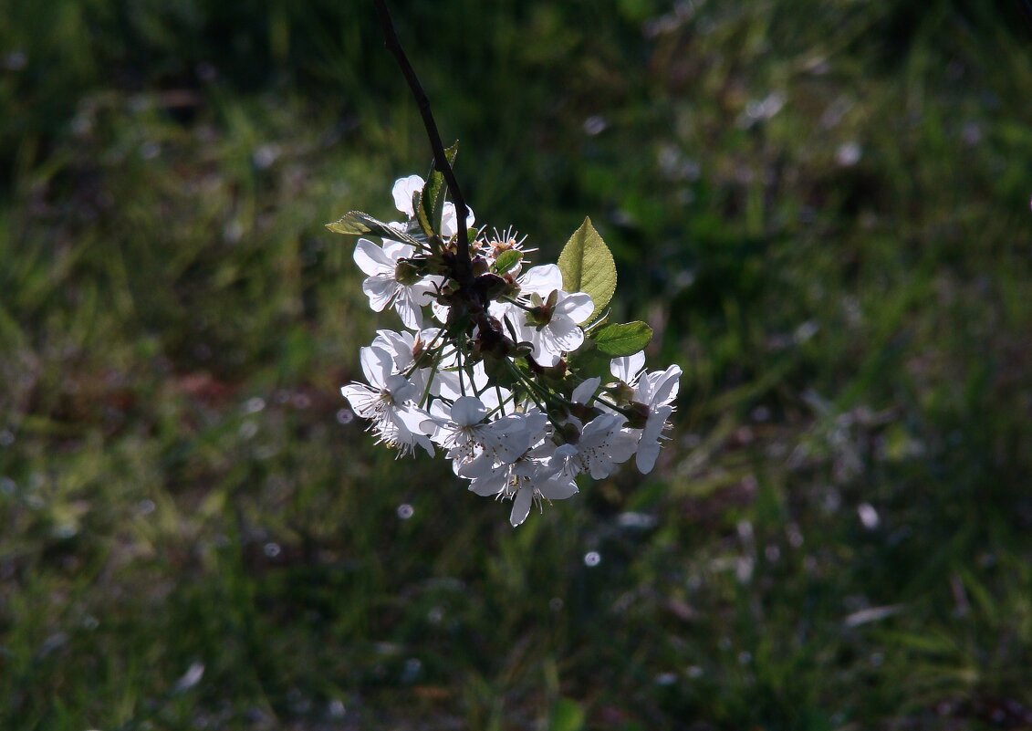 "Будет апрель!" Ю.Левитанский - Syntaxist (Светлана)
