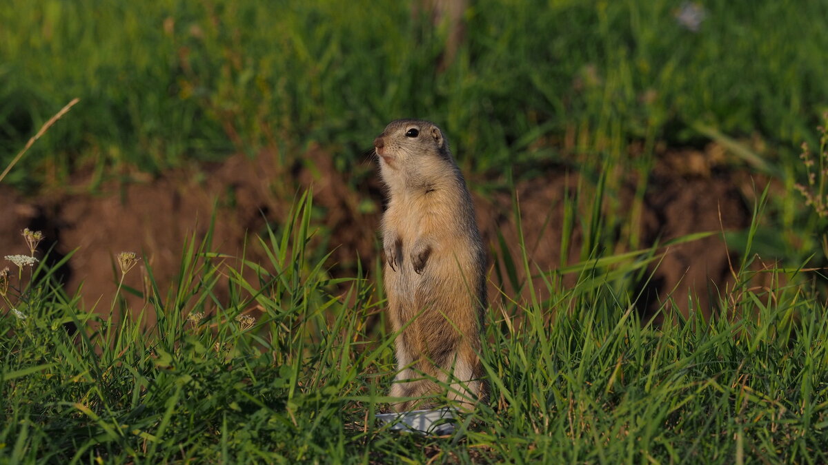 Они среди нас - Владимир 