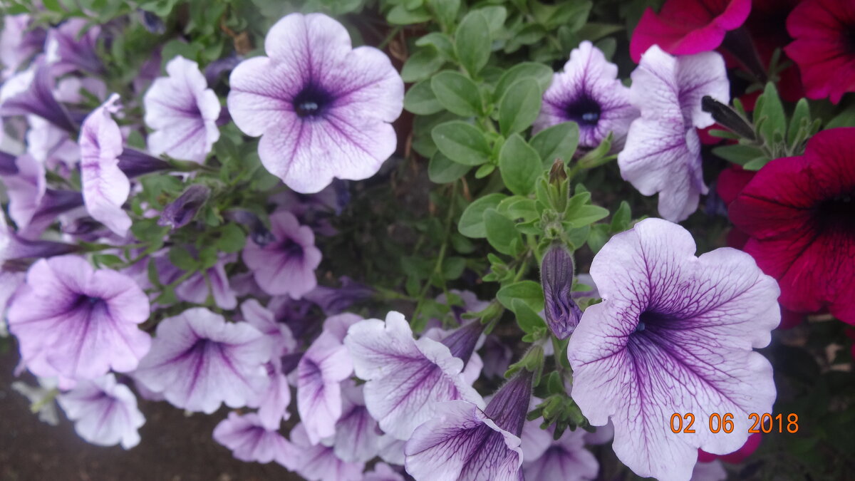 ПЕТУНИИ - СЕРГЕЙ ФИЛОЧКИН