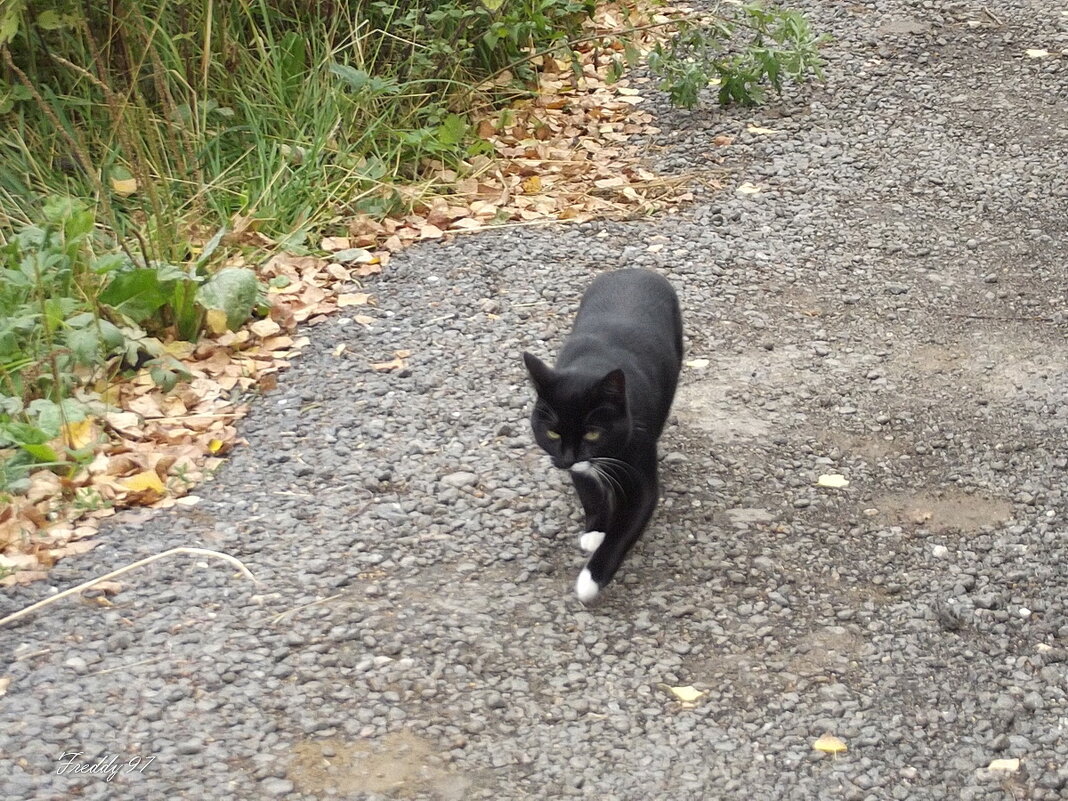 Чёрный кот в белых носочках - Freddy 97