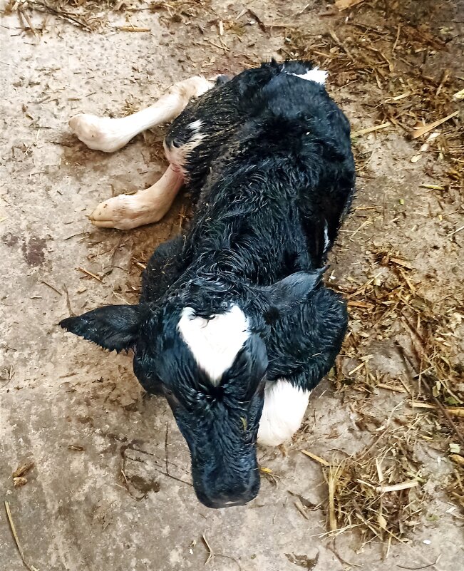 На ферме Цветковых. Новорождённый. - Pippa 