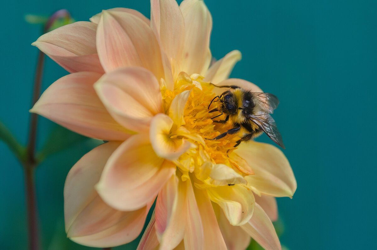 *** - Виктор Иванович Чернюк *** - Виктор Иванович Чернюк