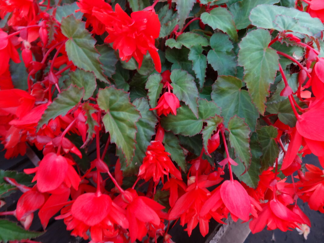 БЕГОНИЯ - СЕРГЕЙ ФИЛОЧКИН