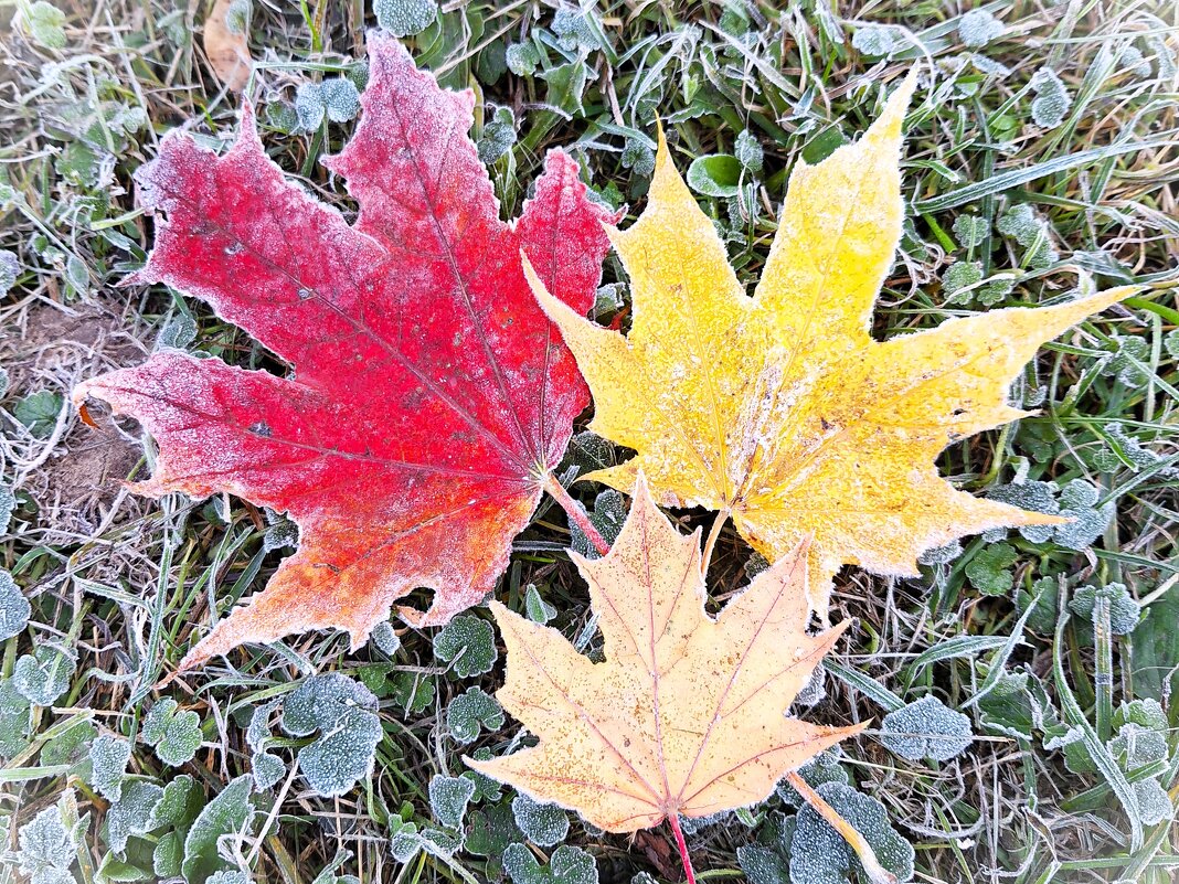 Вот и осень пришла - Наталья 