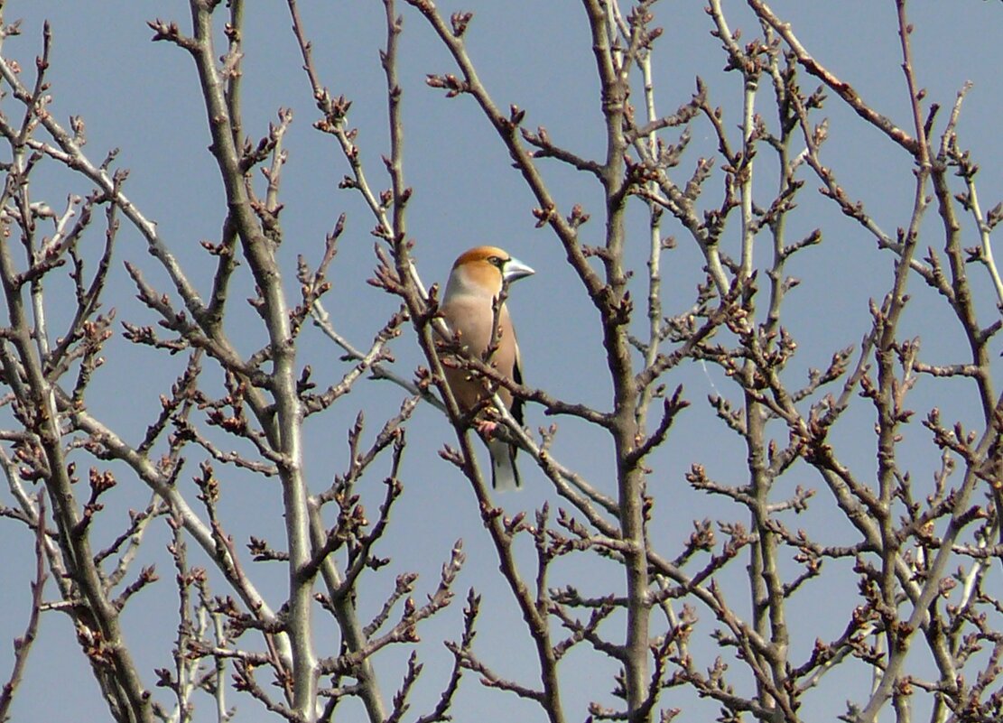 Дубонос - Елена Елена