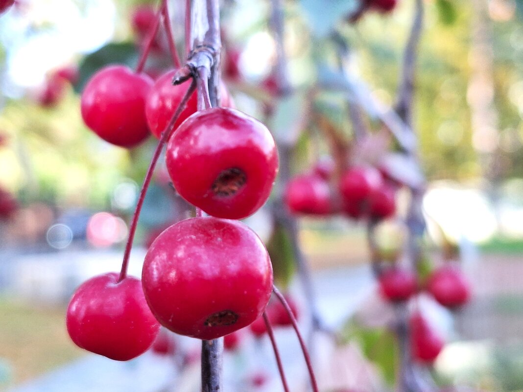 Осенние ягодки - Наталья 