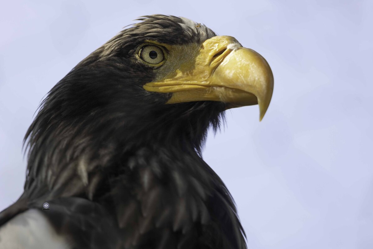 Steller&#39;s sea eagle - Al Pashang 