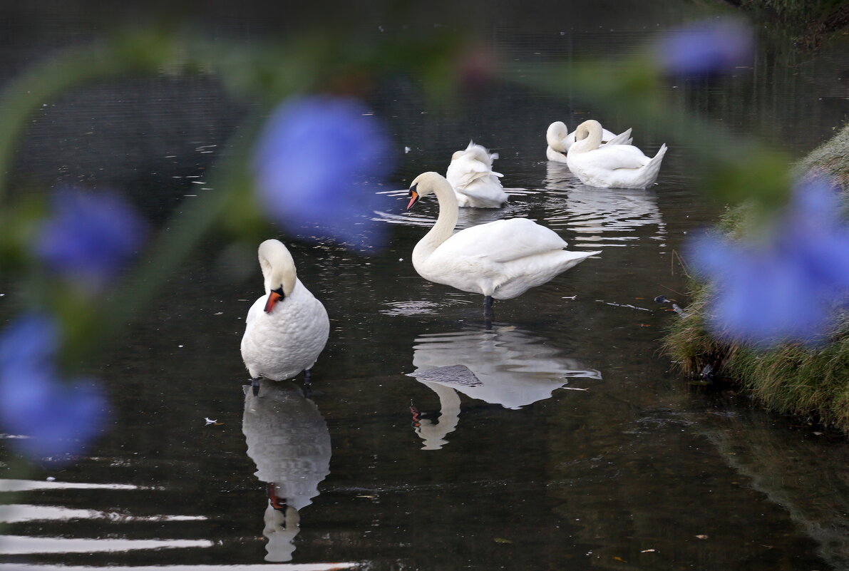 Царицыно 30 сентября - Михаил Бибичков