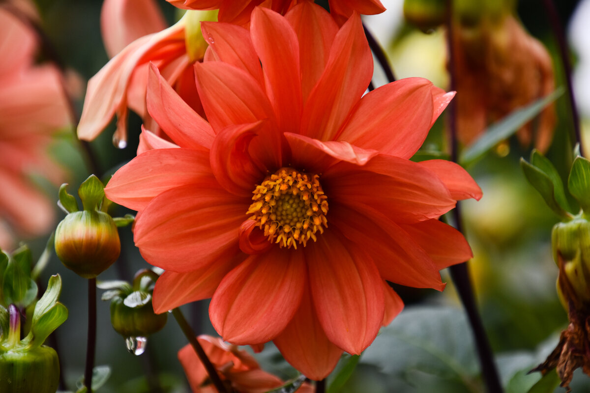 Георгин - Владимир Звягин