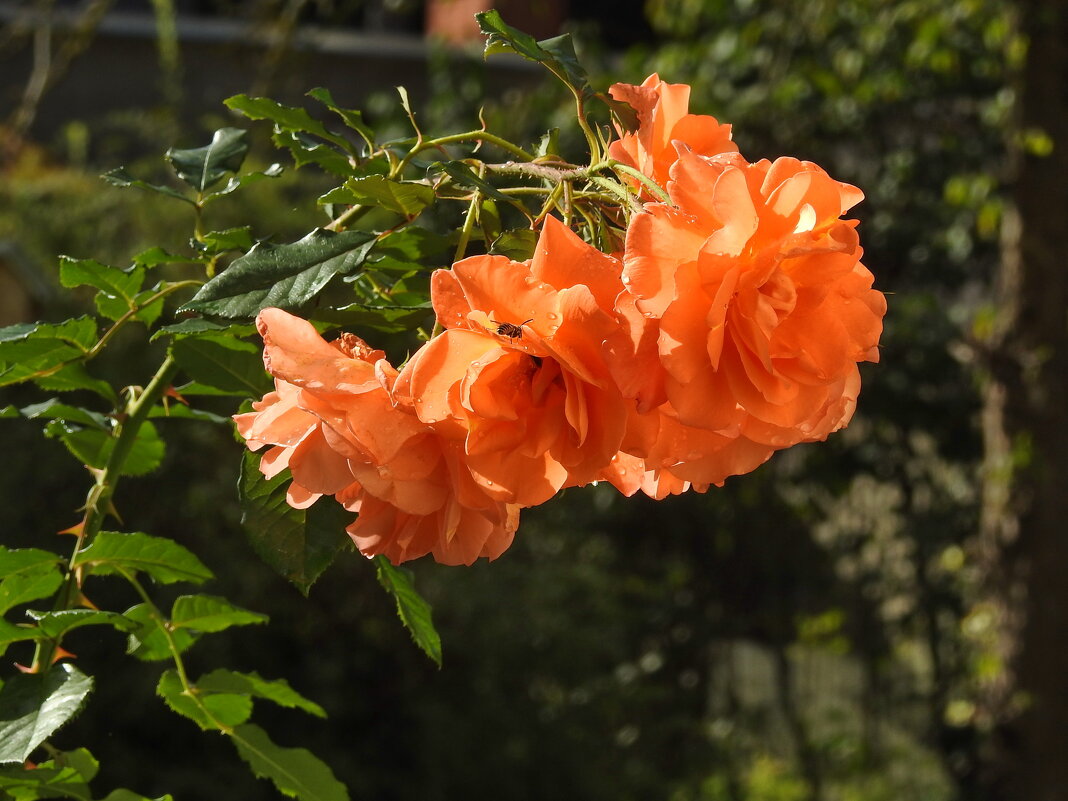 ****** - ИННА ПОРОХОВА