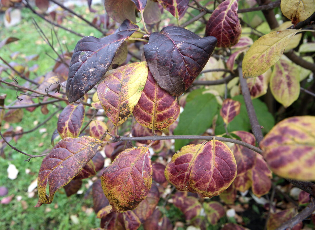 Краски... - Андрей Катков