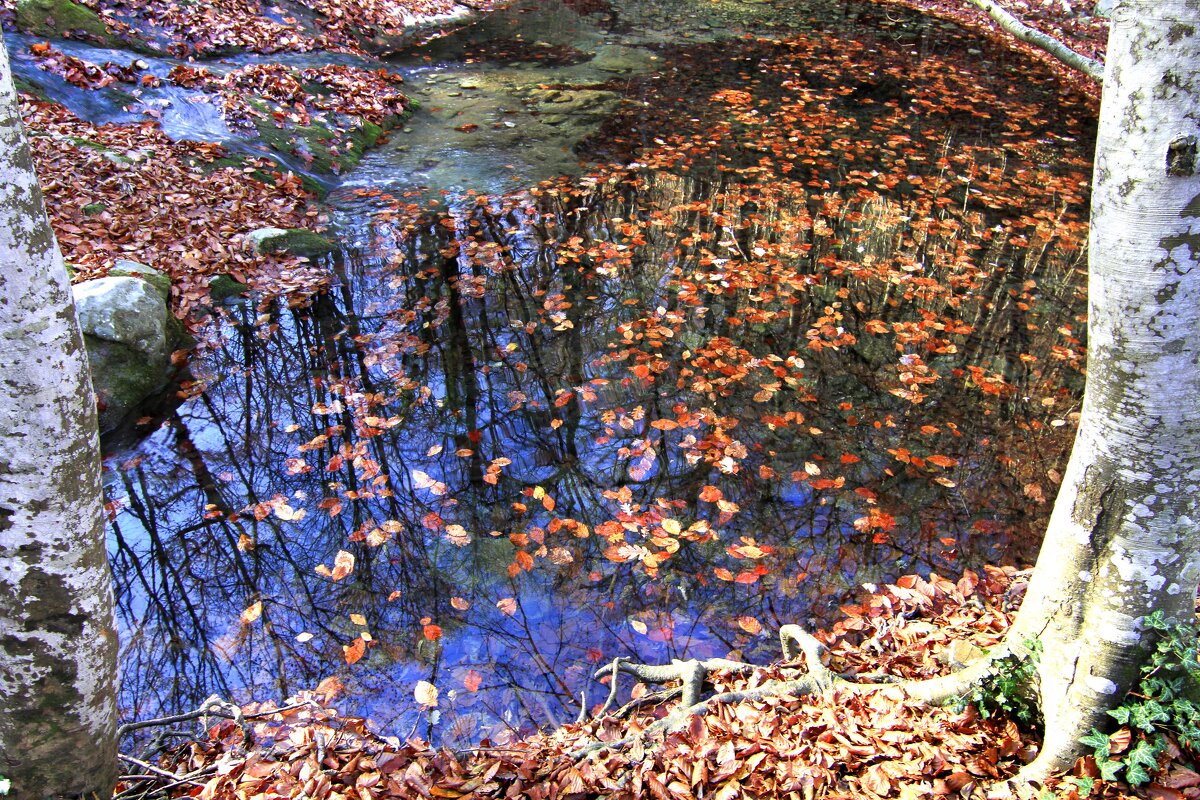 Осенний пруд. - Геннадий Валеев