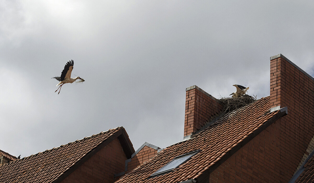 Добытчик - Регина 