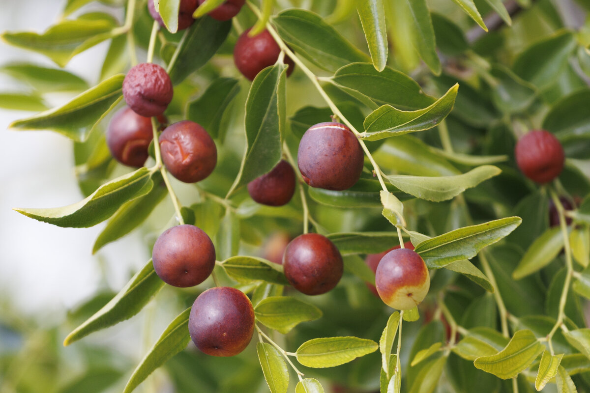 Зизифус - Светлана Тихонина