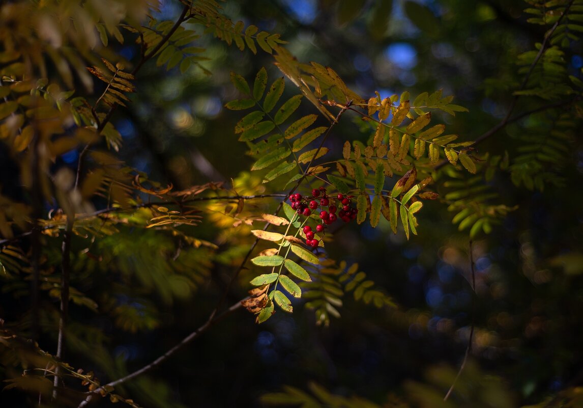 Осенние сюжеты - Павел Харлин