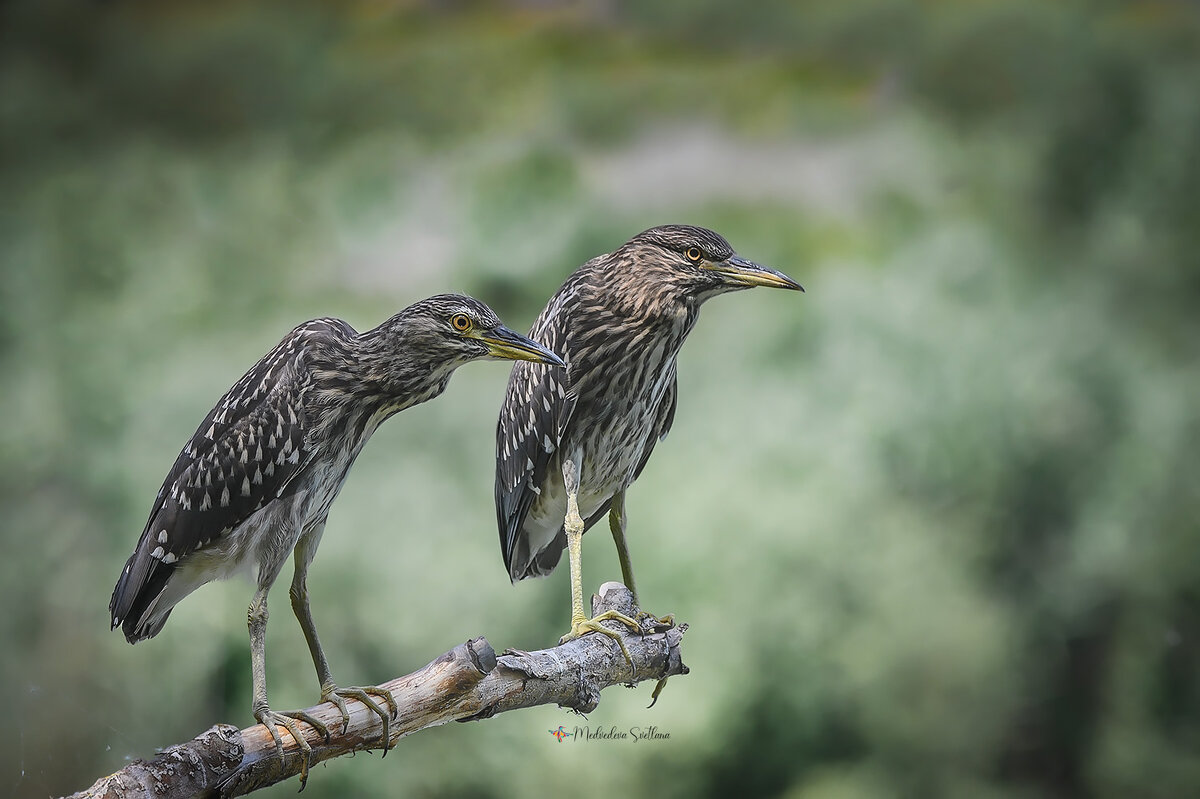 Юные кваквы. - Светлана Ивановна Медведева
