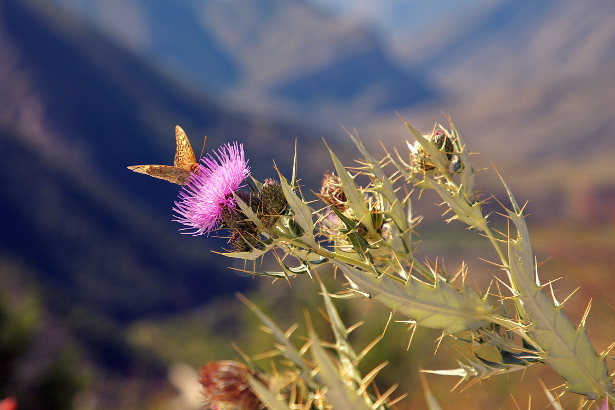 высоко высоко в горах.... - M Marikfoto