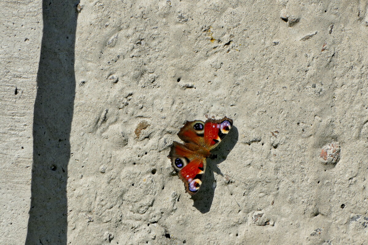 опять про бабочек 21 - Александр Прокудин опять про бабочек 21 - Александр Прокудин