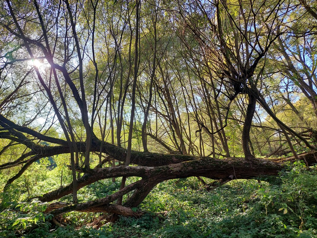 дерево-фундамент - Артём 