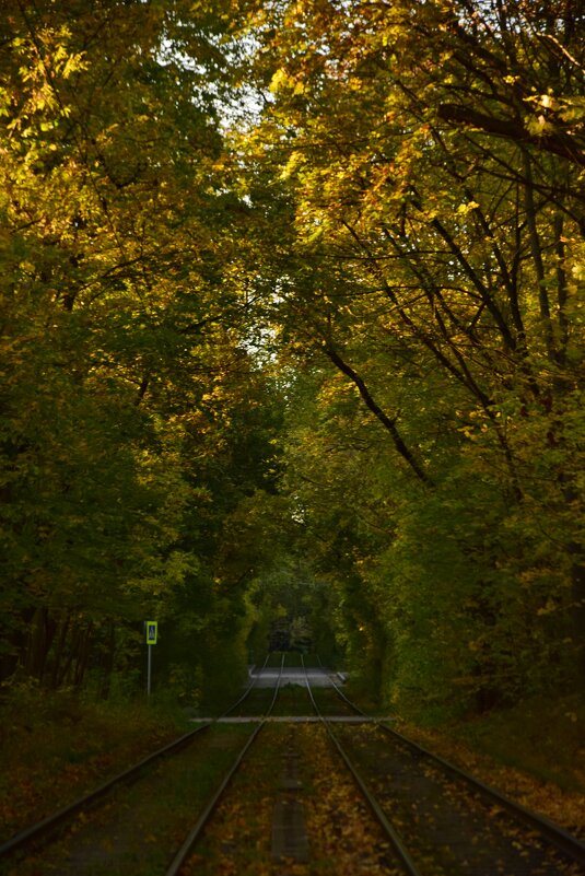 Сказочный лес - Мария Яковлева