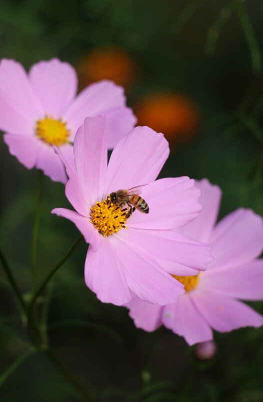 Цветы сентября - Наталья Герасимова